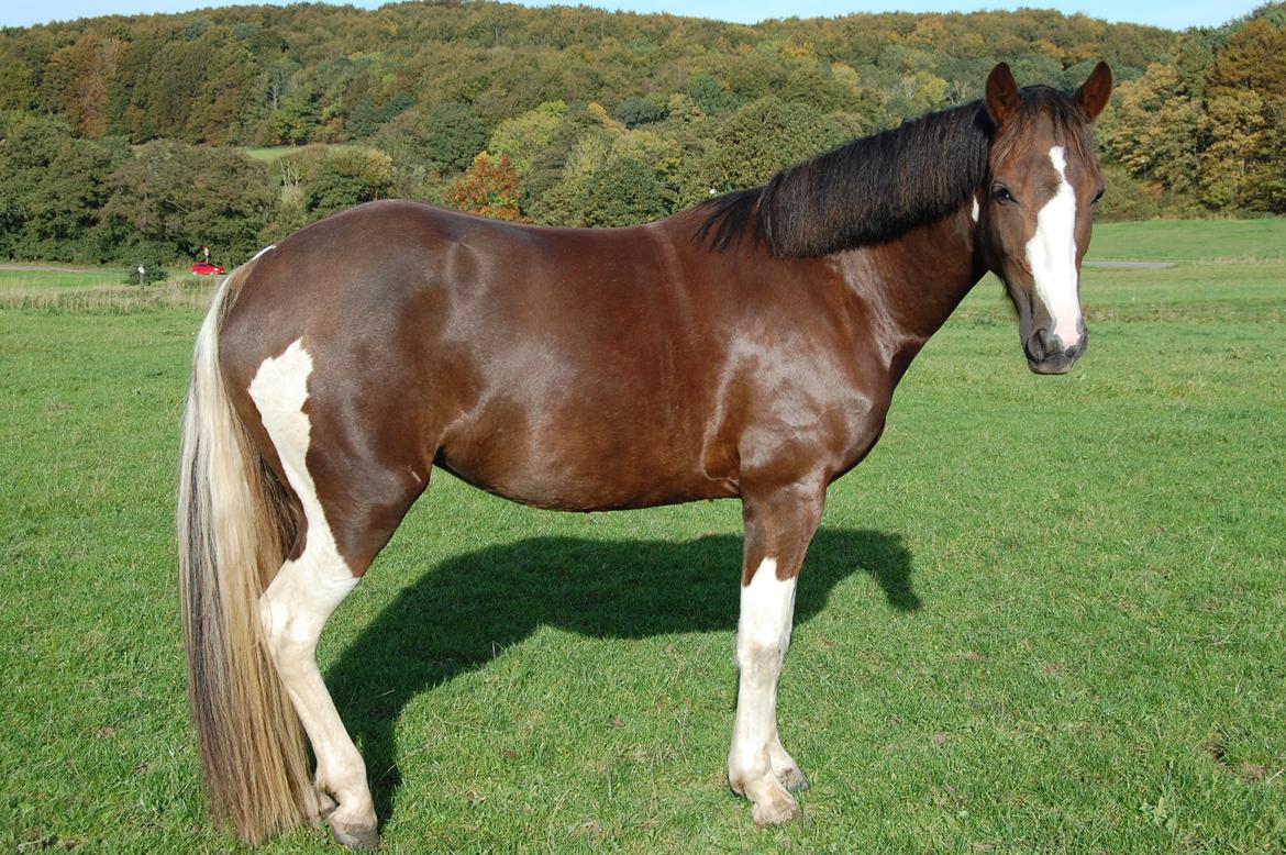 Pinto Ødegårdens Kasandra (Tidl. Lånehest) billede 14