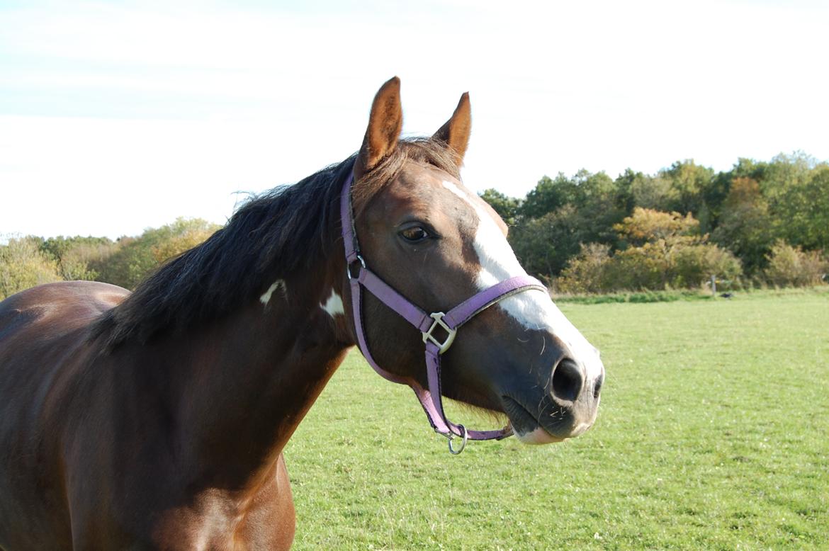 Pinto Ødegårdens Kasandra (Tidl. Lånehest) billede 15