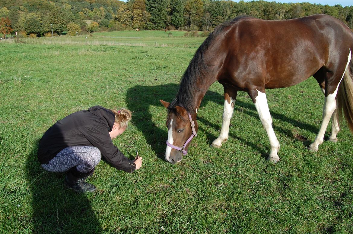 Pinto Ødegårdens Kasandra (Tidl. Lånehest) billede 16