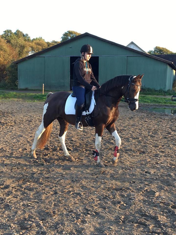 Pinto Ødegårdens Kasandra (Tidl. Lånehest) billede 17