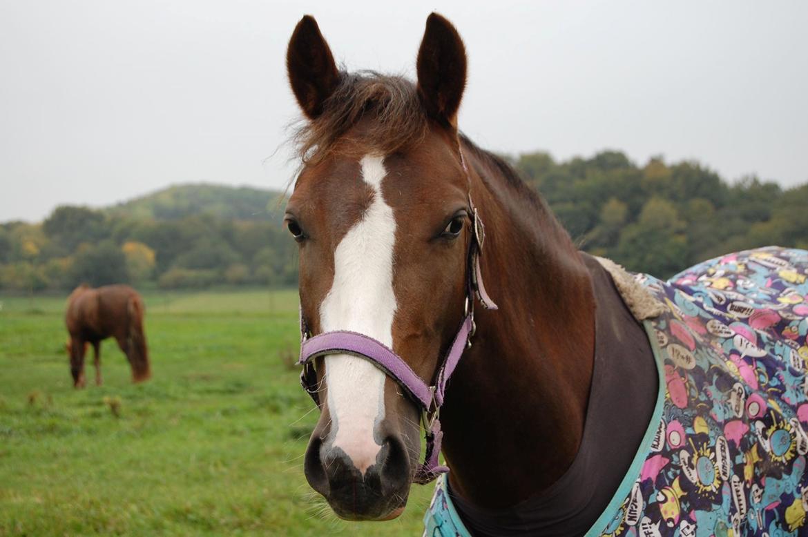 Pinto Ødegårdens Kasandra (Tidl. Lånehest) billede 18