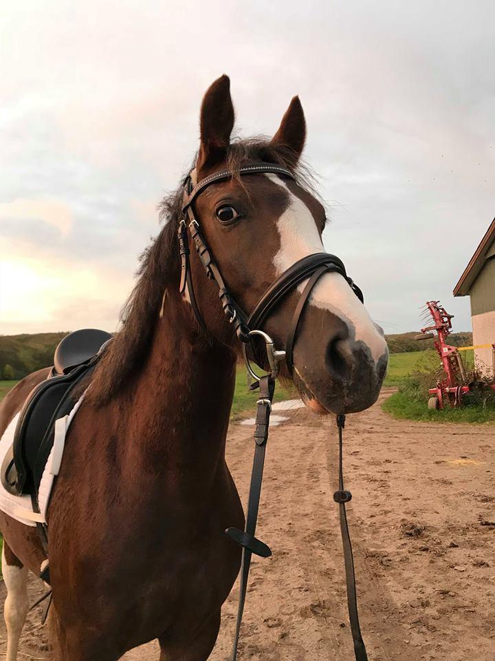 Pinto Ødegårdens Kasandra (Tidl. Lånehest) billede 19