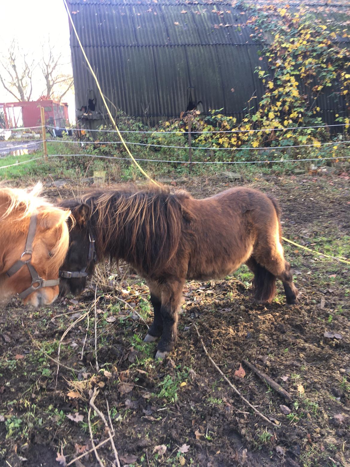 Shetlænder I Kildevælds Jamie billede 14