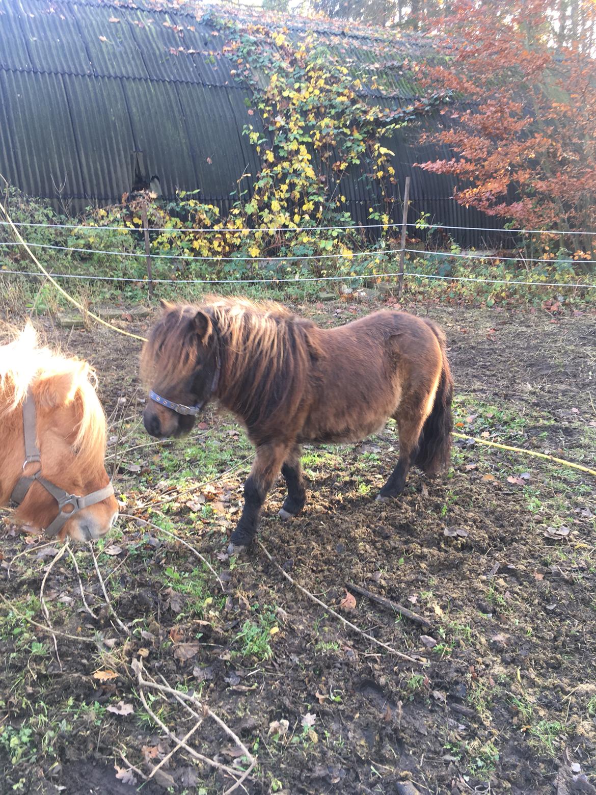 Shetlænder I Kildevælds Jamie billede 15