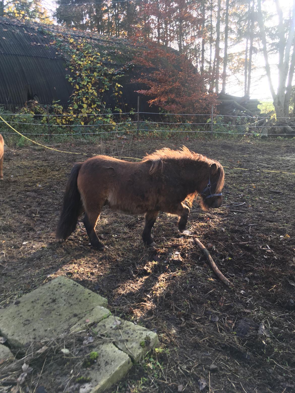 Shetlænder I Kildevælds Jamie billede 16