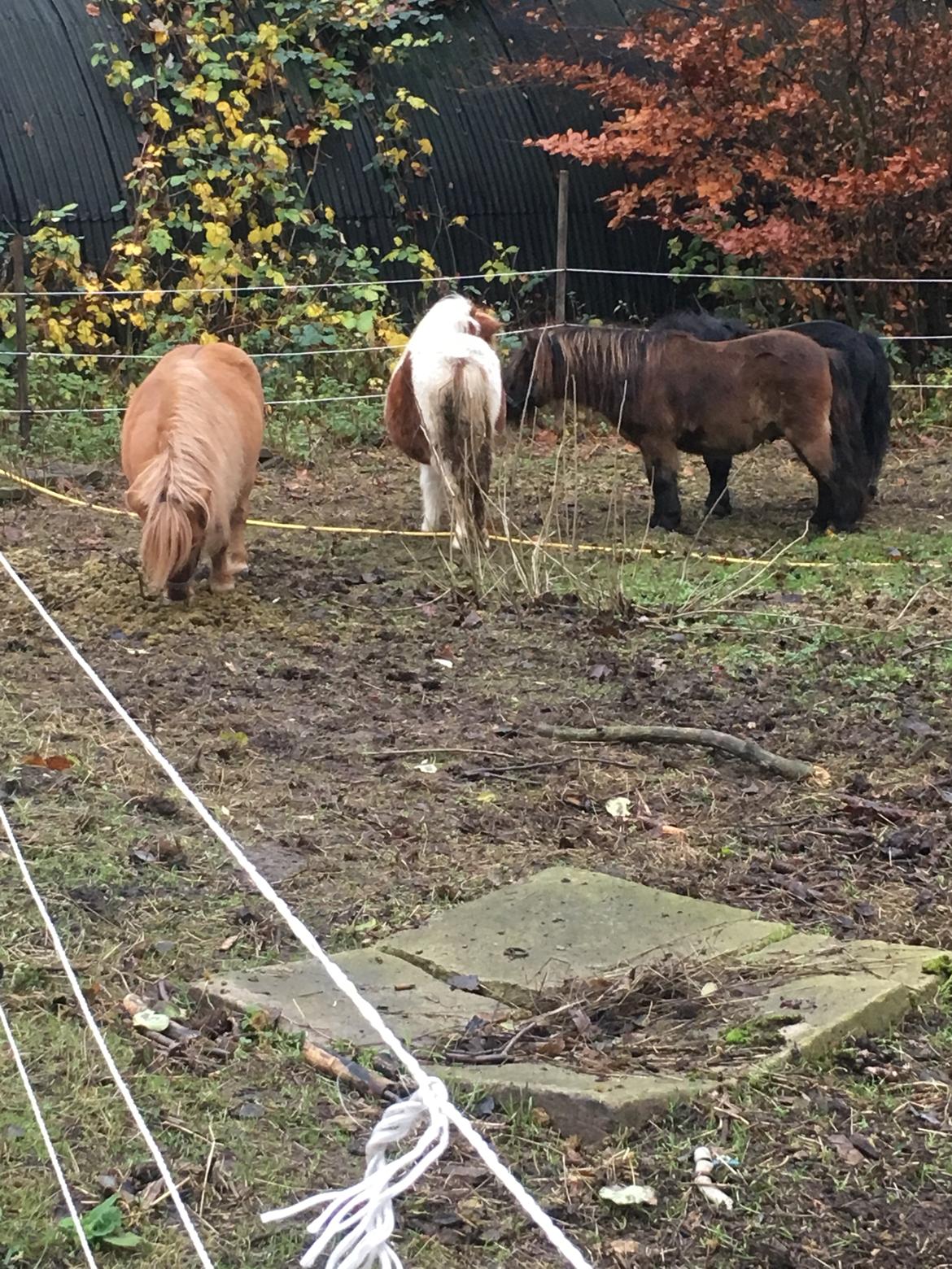 Shetlænder I Kildevælds Jamie billede 17