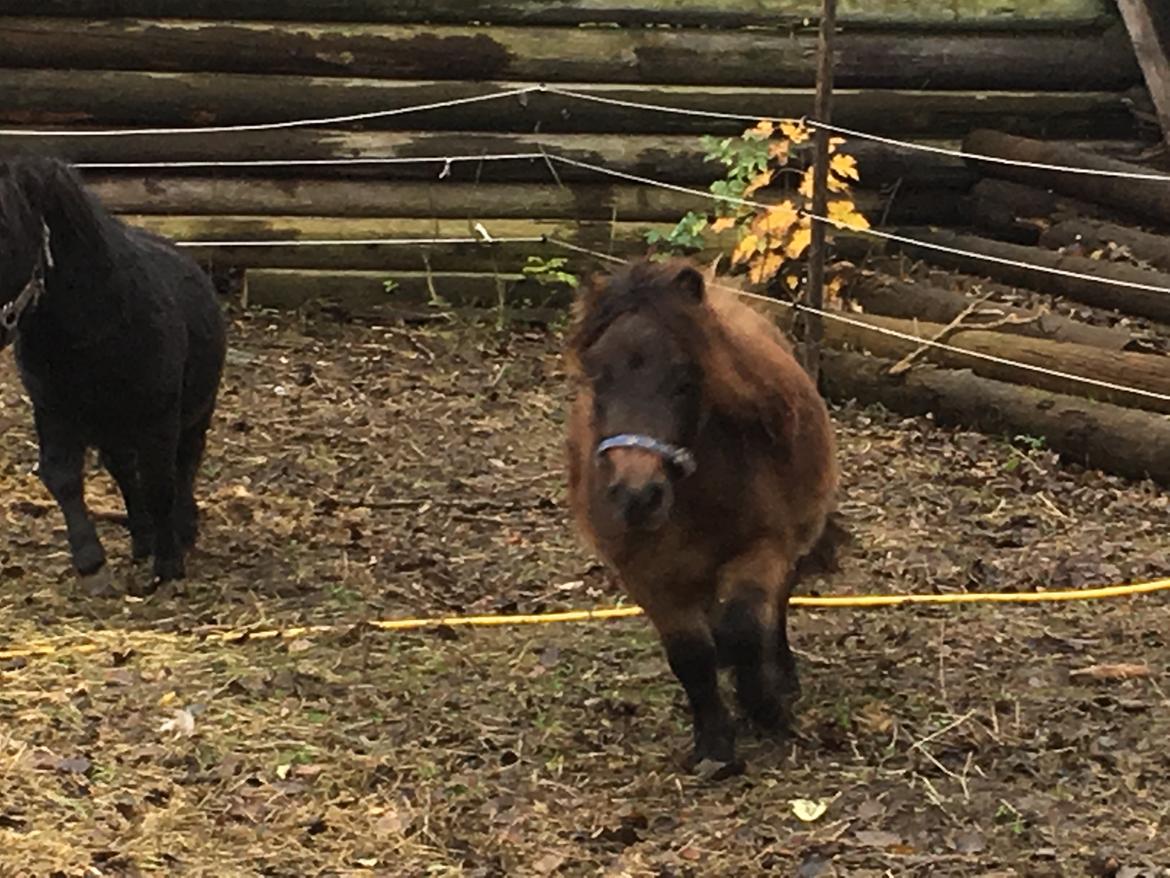 Shetlænder I Kildevælds Jamie billede 19