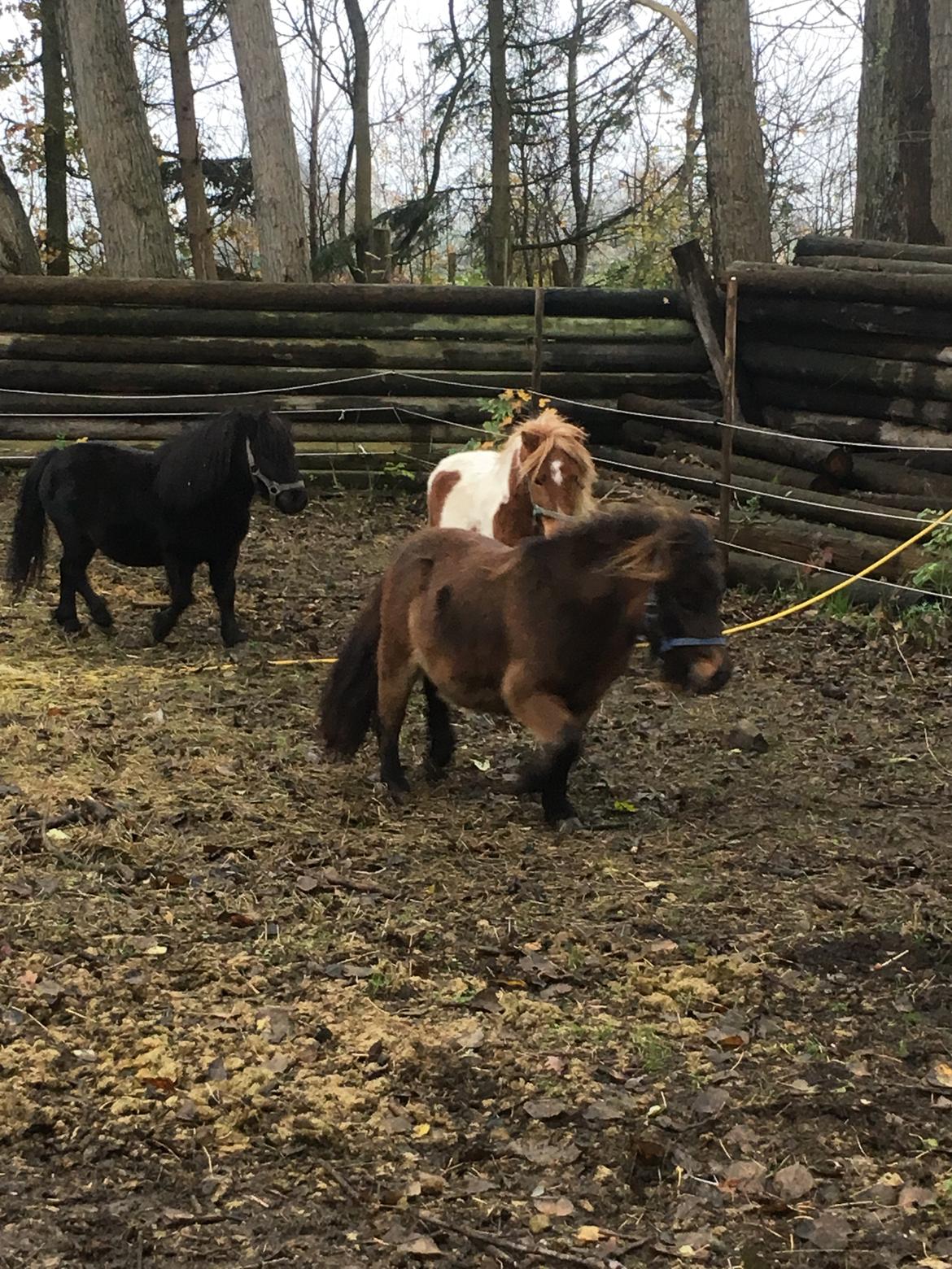 Shetlænder I Kildevælds Jamie billede 18