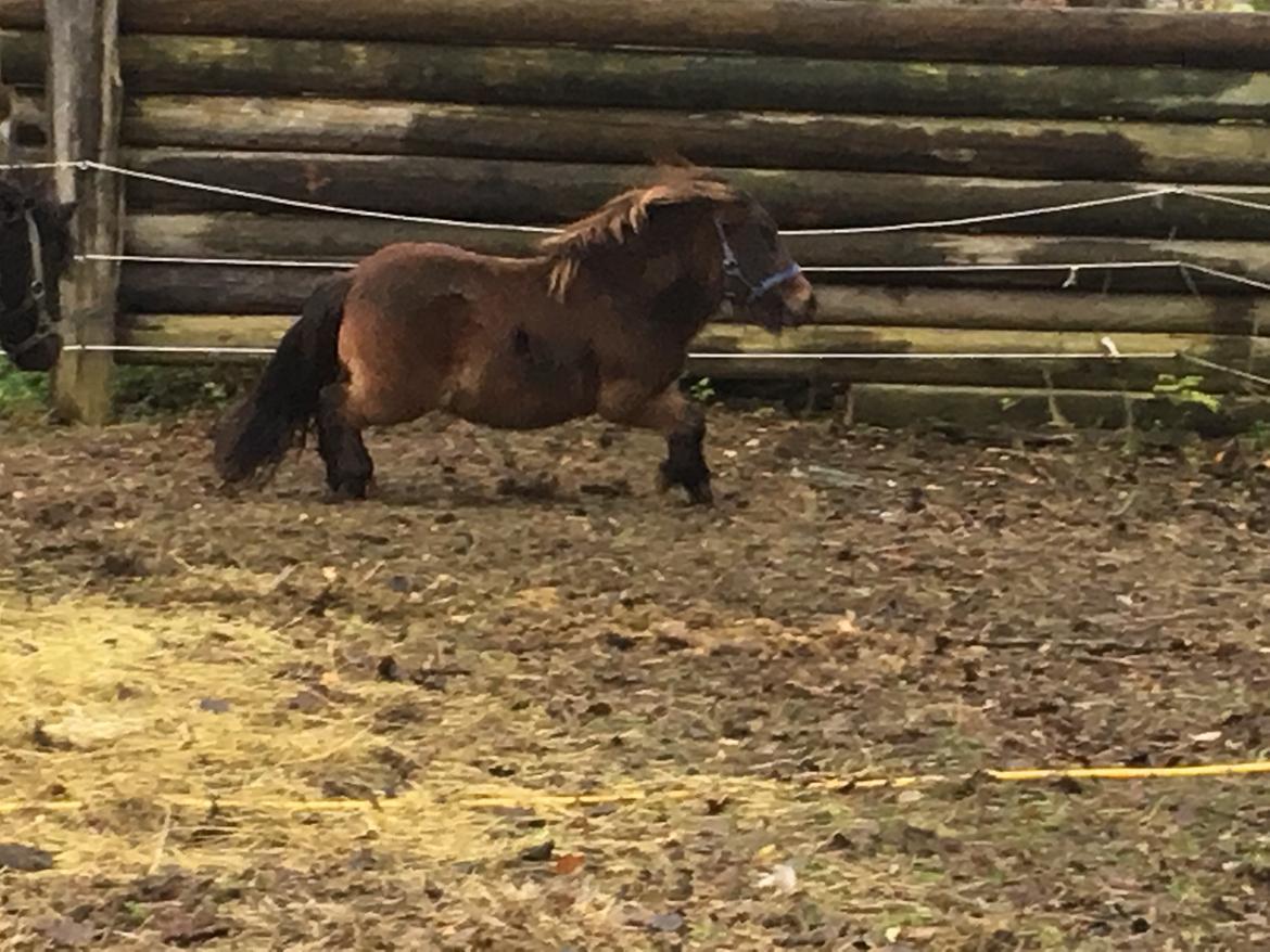 Shetlænder I Kildevælds Jamie billede 20