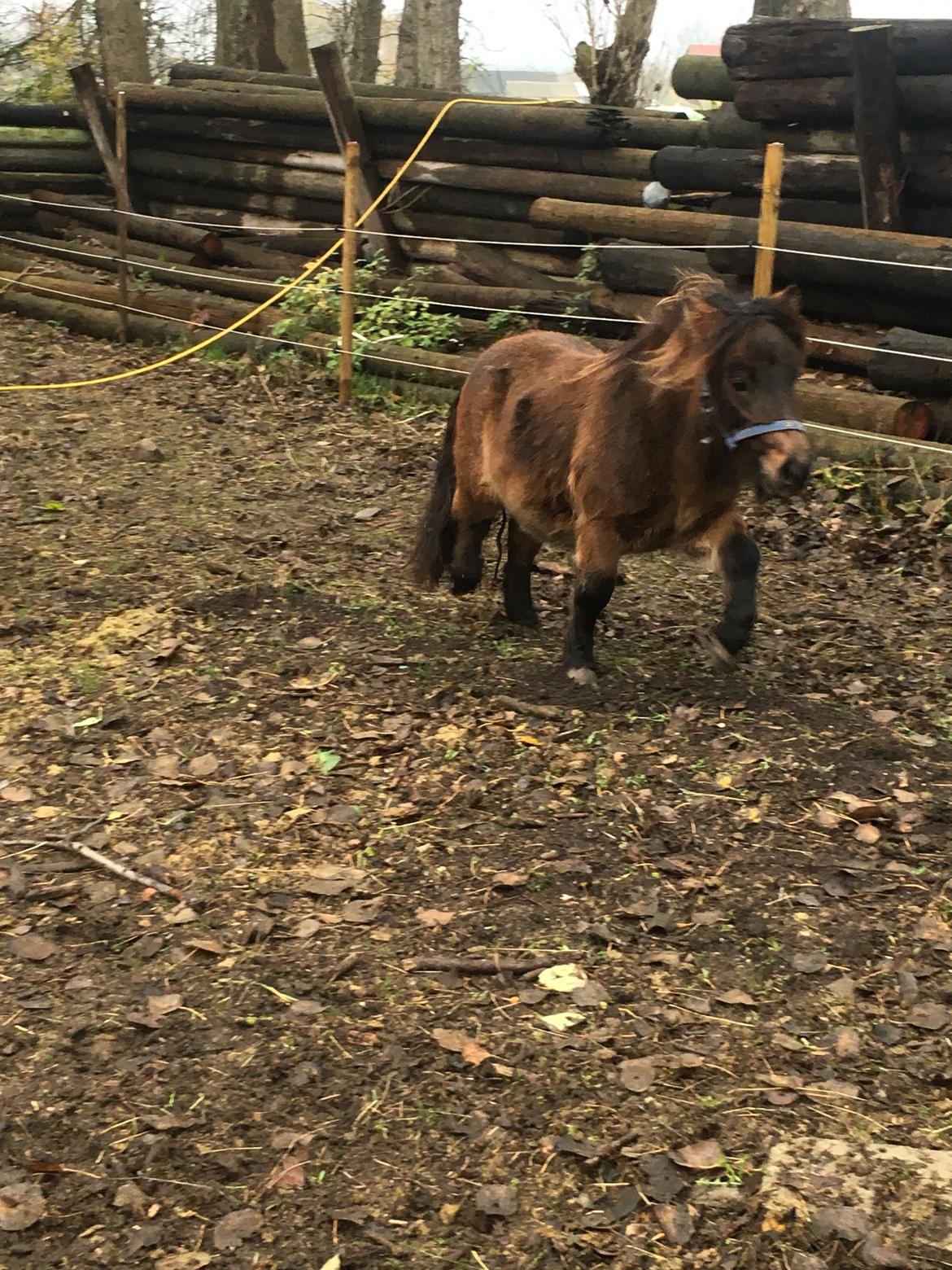 Shetlænder I Kildevælds Jamie billede 21