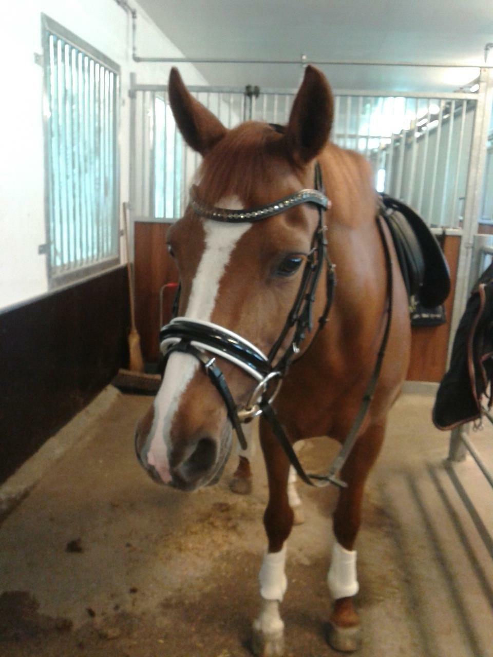 Tysk Sportspony ERF Montana (S-pony) - Alt for sød, hvis du spørger mig. billede 6