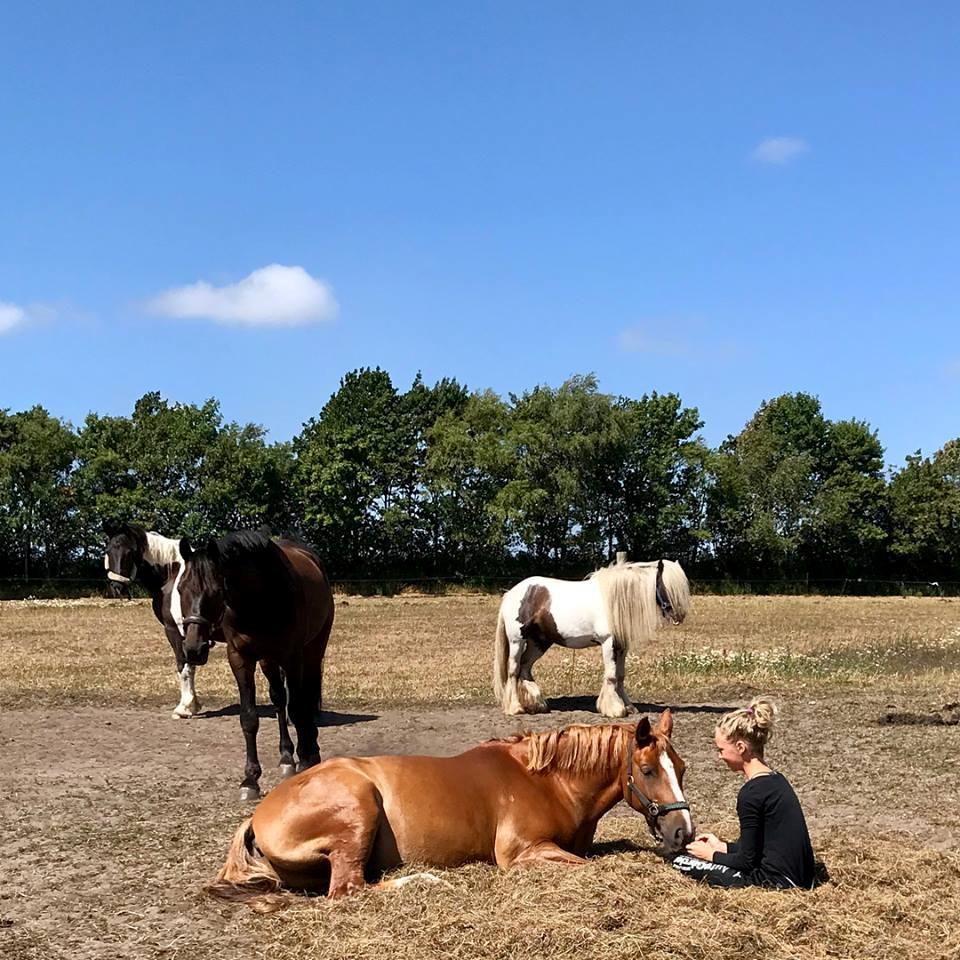 Anden særlig race Bastian (Solgt) - Hygge på folden sommer 2018 billede 18