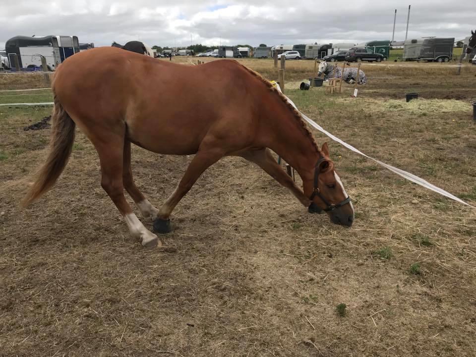 Anden særlig race Bastian (Solgt) - Hvad gør man ikke for at få en lille tot hø billede 20
