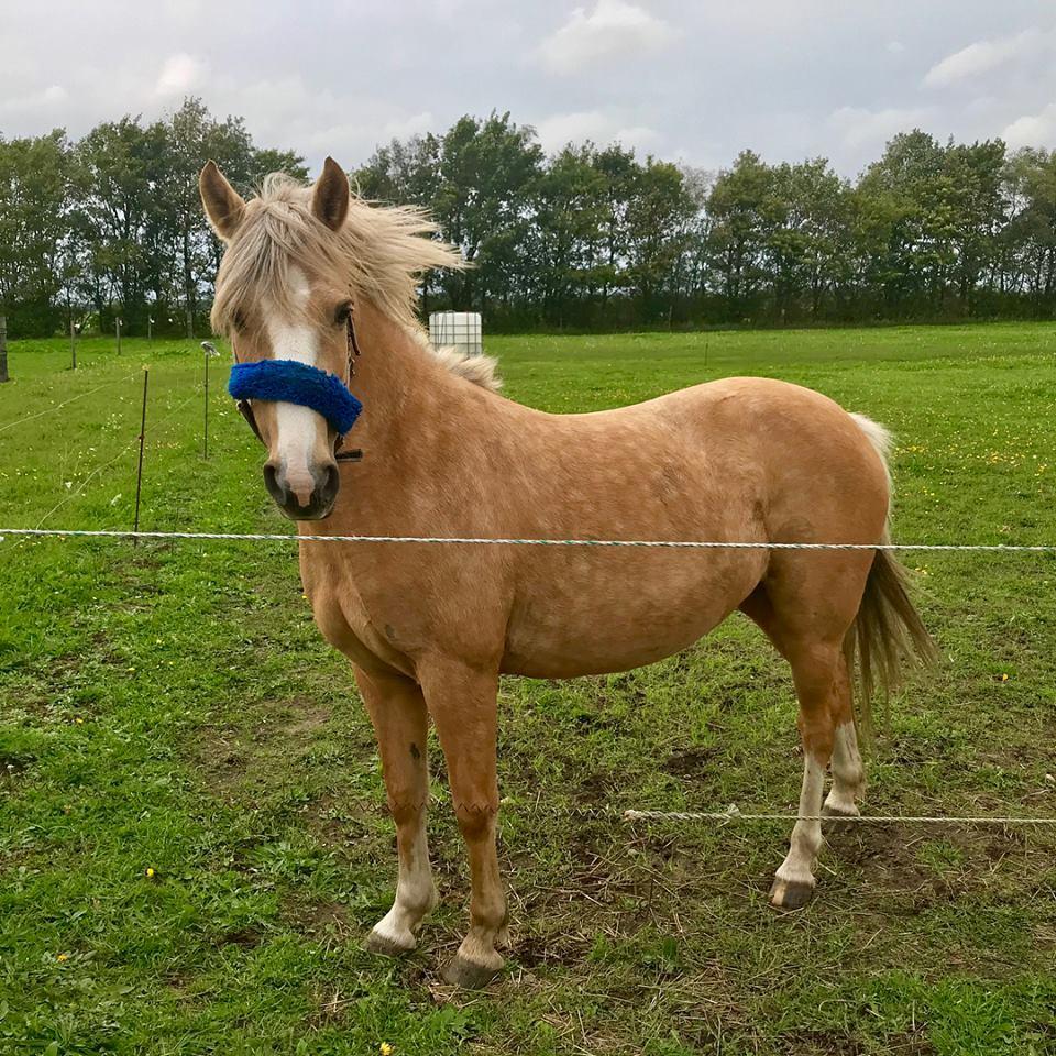 Palomino Victoria (min datters pony) - Smukke Victoria  billede 2