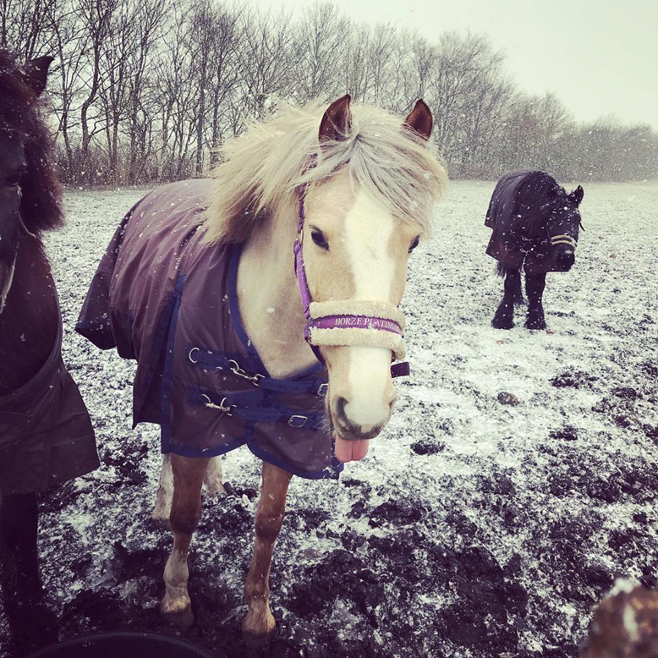 Palomino Victoria (min datters pony) - Vinterhygge billede 7