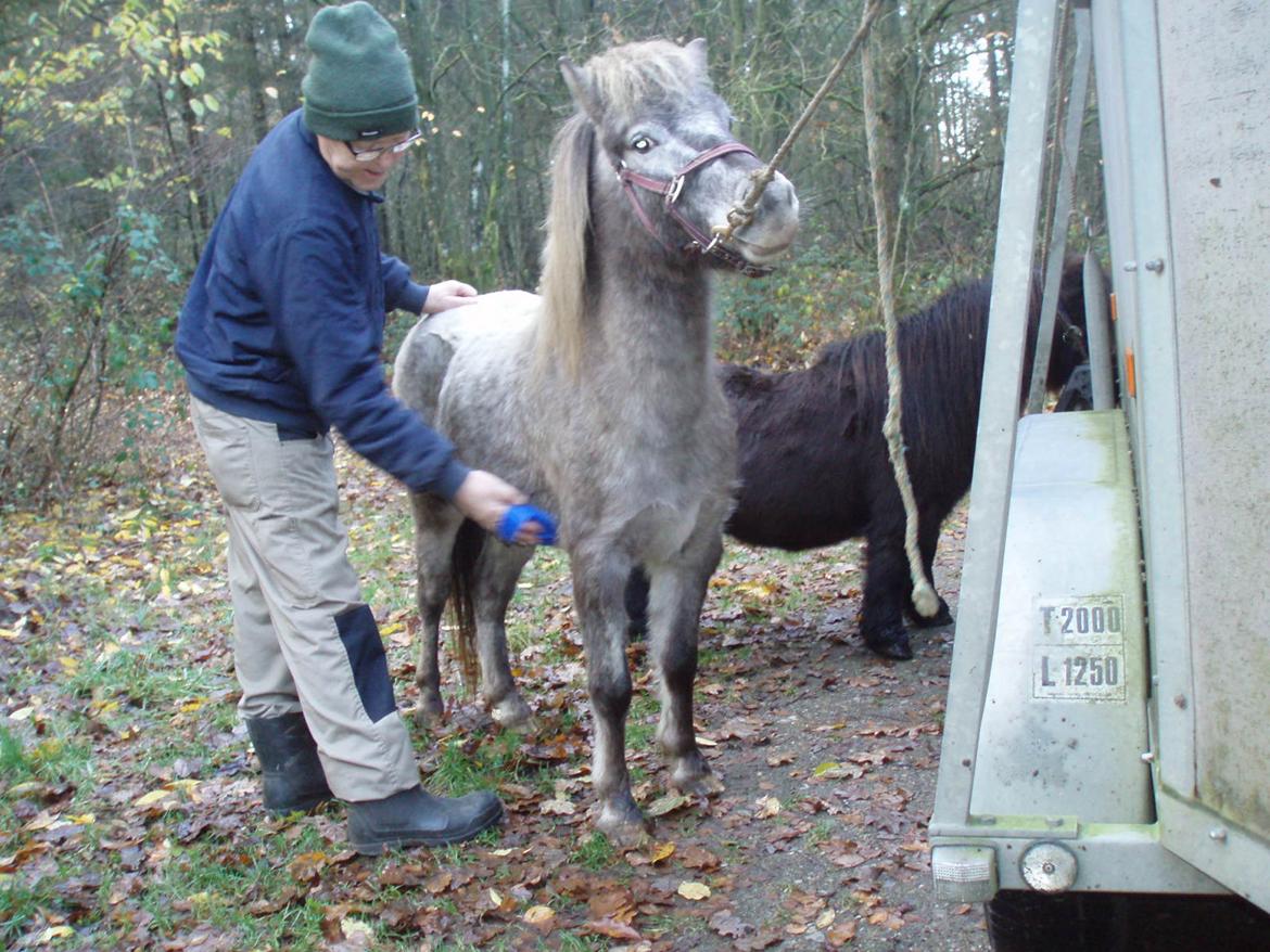 Knabstrupper Rughavens abby billede 7
