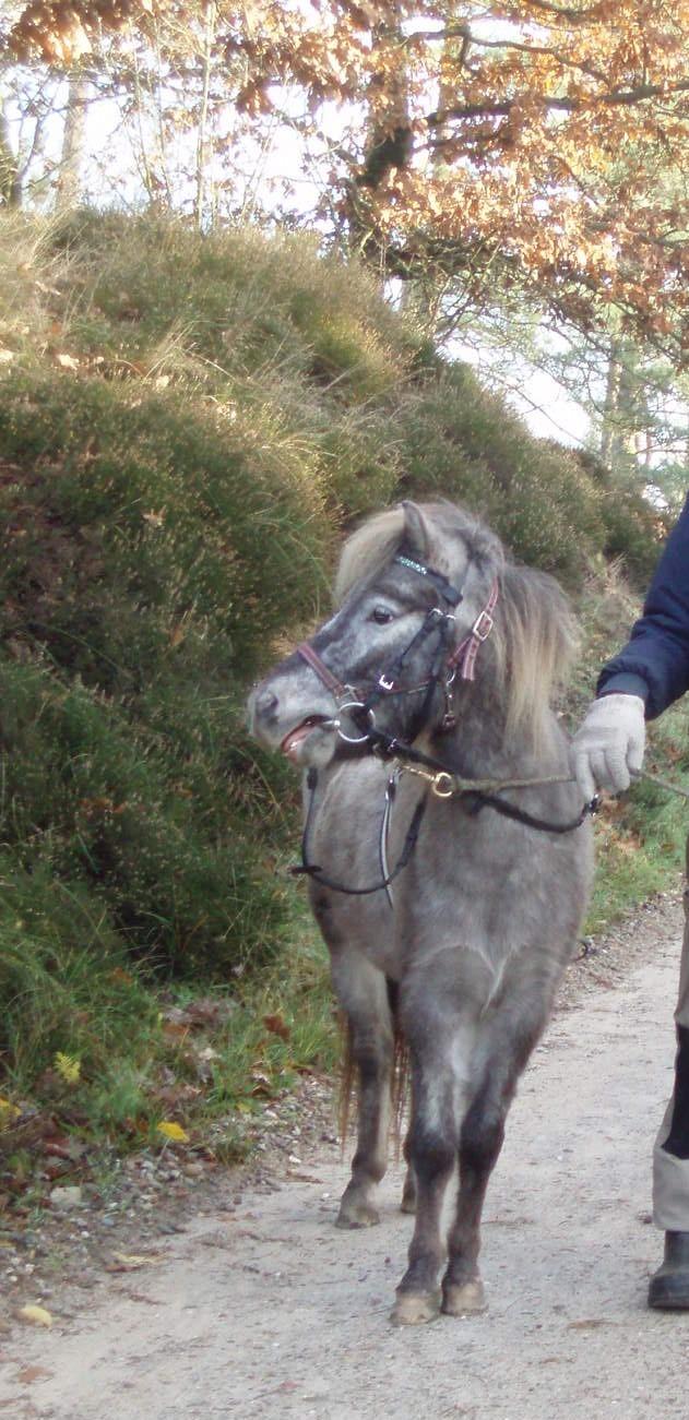 Knabstrupper Rughavens abby - første skovtur nogensinde November 2018 billede 6