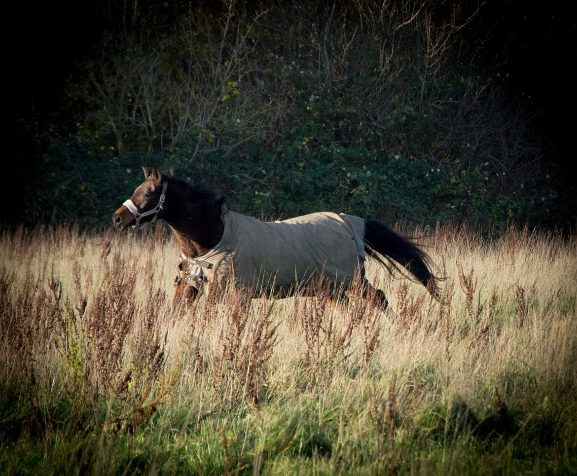 Dansk Varmblod Leticia - november 2018 billede 4