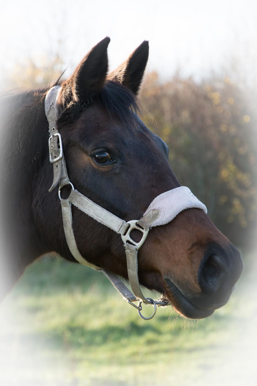 Dansk Varmblod Leticia - november 2018 billede 3