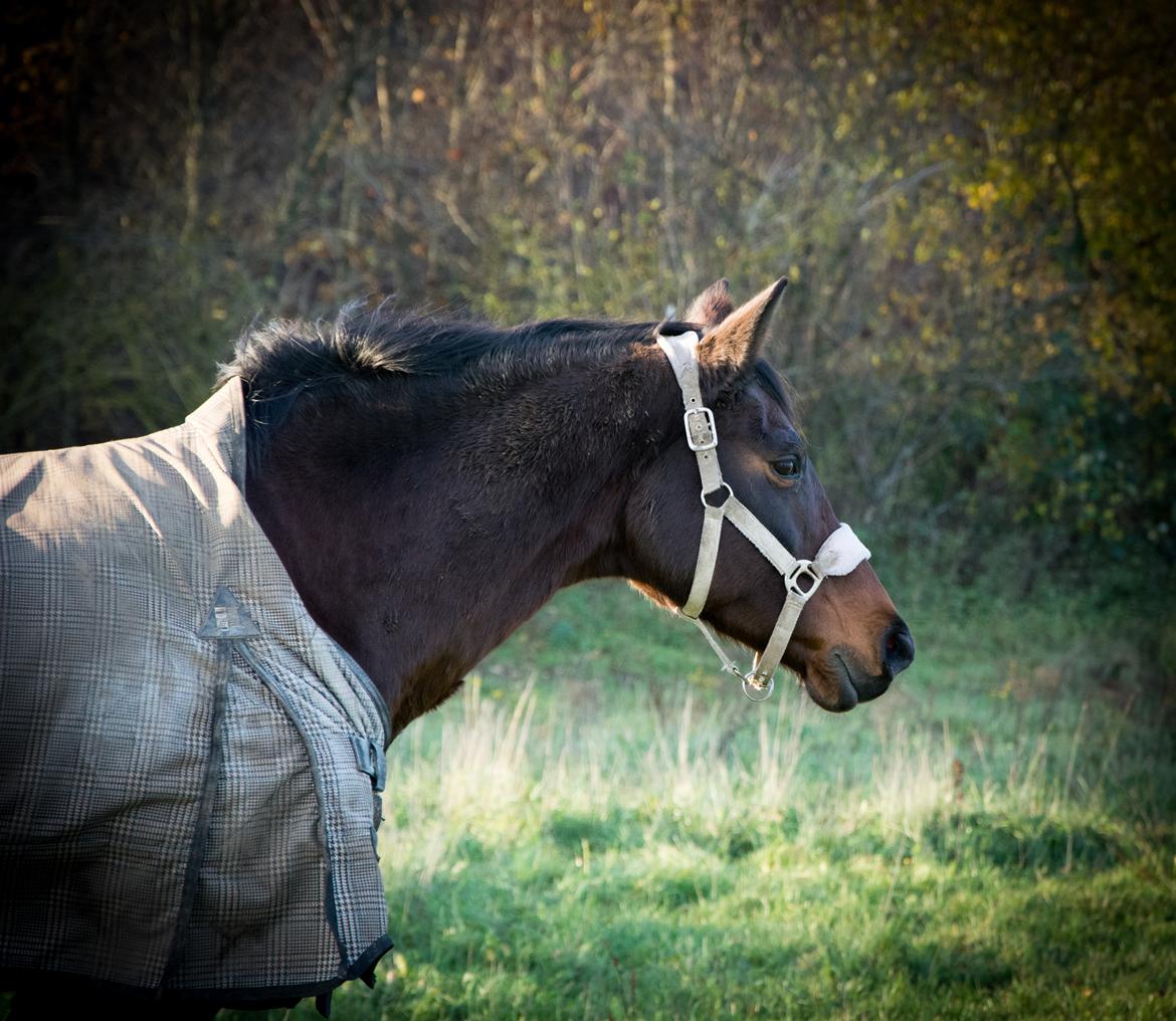 Dansk Varmblod Leticia - november 2018 billede 5