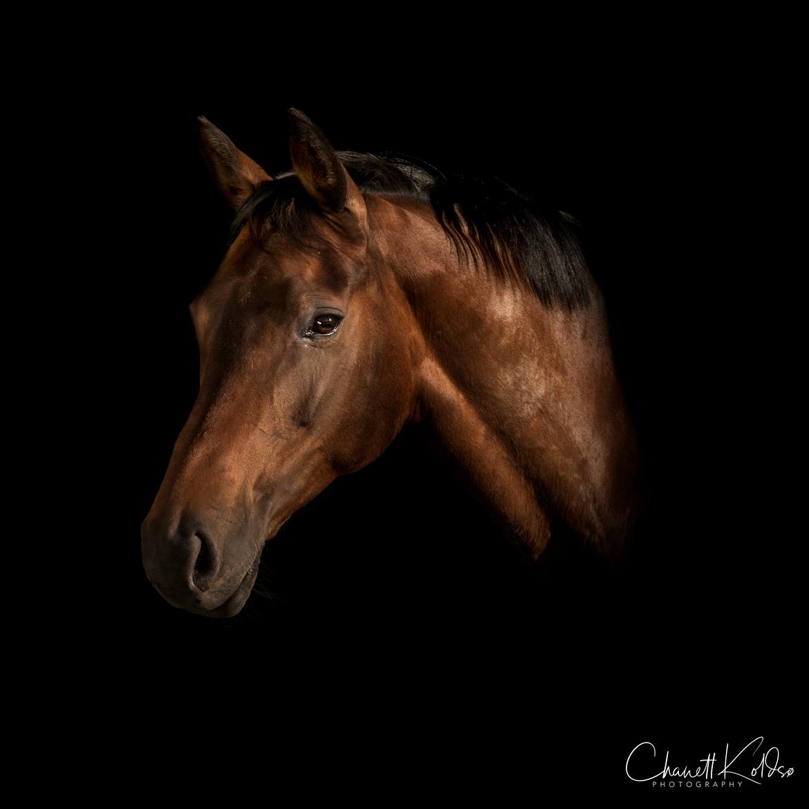 Dansk Varmblod Leticia - juni 2018 billede 1