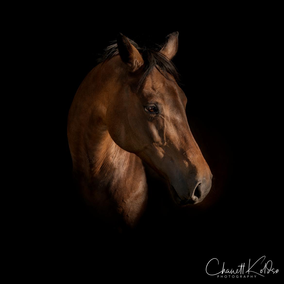 Dansk Varmblod Leticia - juni 2018 billede 2