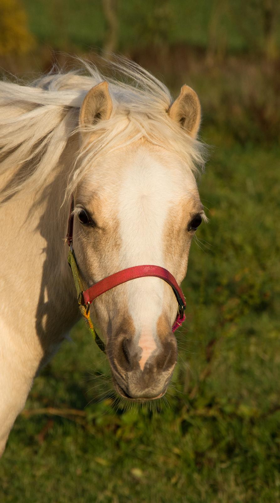 Welsh Pony (sec B) Sunny Hill Bell-Bell Sunlight / Bella - november 2018 billede 4