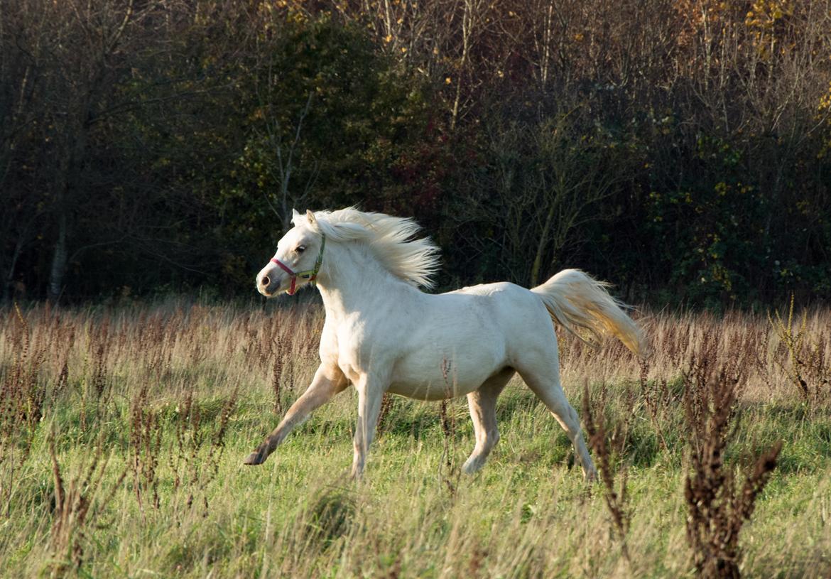 Welsh Pony (sec B) Sunny Hill Bell-Bell Sunlight / Bella - november 2018 billede 2
