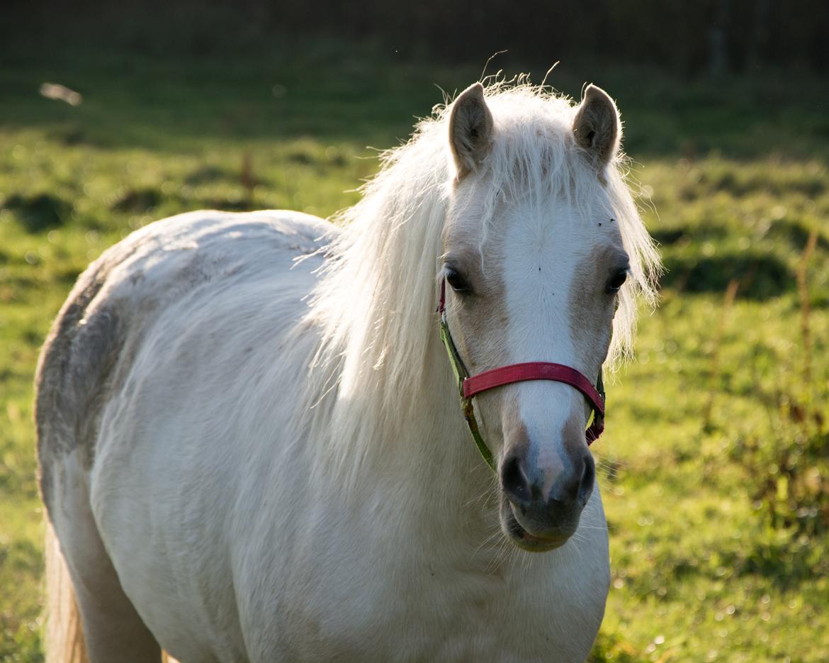 Welsh Pony (sec B) Sunny Hill Bell-Bell Sunlight / Bella - november 2018 billede 1