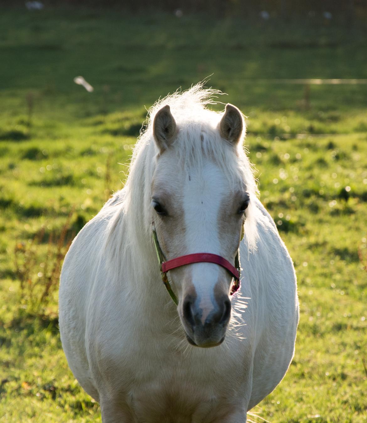 Welsh Pony (sec B) Sunny Hill Bell-Bell Sunlight / Bella - november 2018 billede 3
