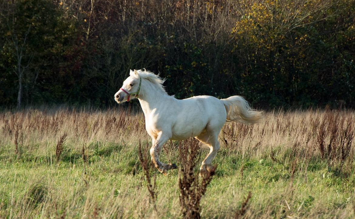Welsh Pony (sec B) Sunny Hill Bell-Bell Sunlight / Bella - november 2018 billede 5