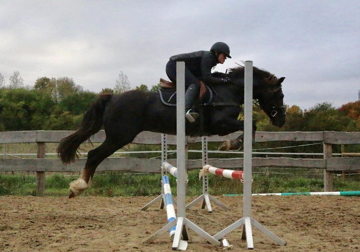 Welsh Cob (sec D) Maesbrithdir Super King billede 7