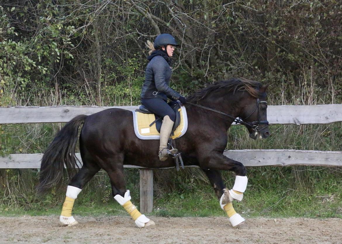 Welsh Cob (sec D) Maesbrithdir Super King billede 12
