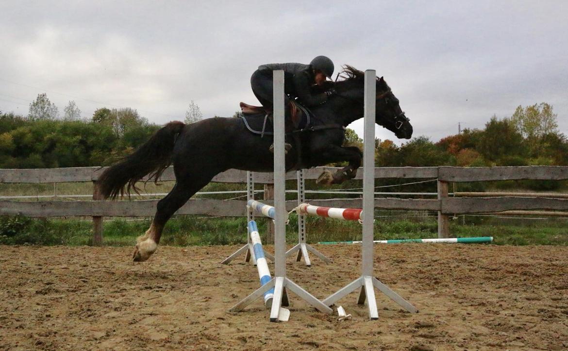 Welsh Cob (sec D) Maesbrithdir Super King billede 8