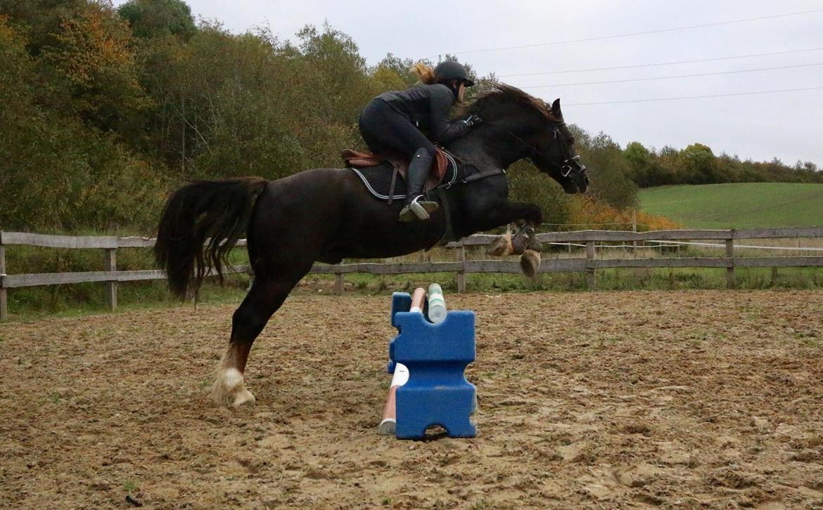 Welsh Cob (sec D) Maesbrithdir Super King billede 9