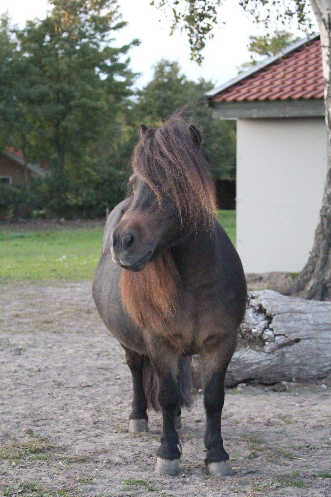 Anden særlig race Tulle (Trold) billede 1
