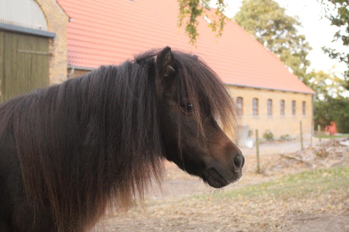Anden særlig race Tulle (Trold) billede 5