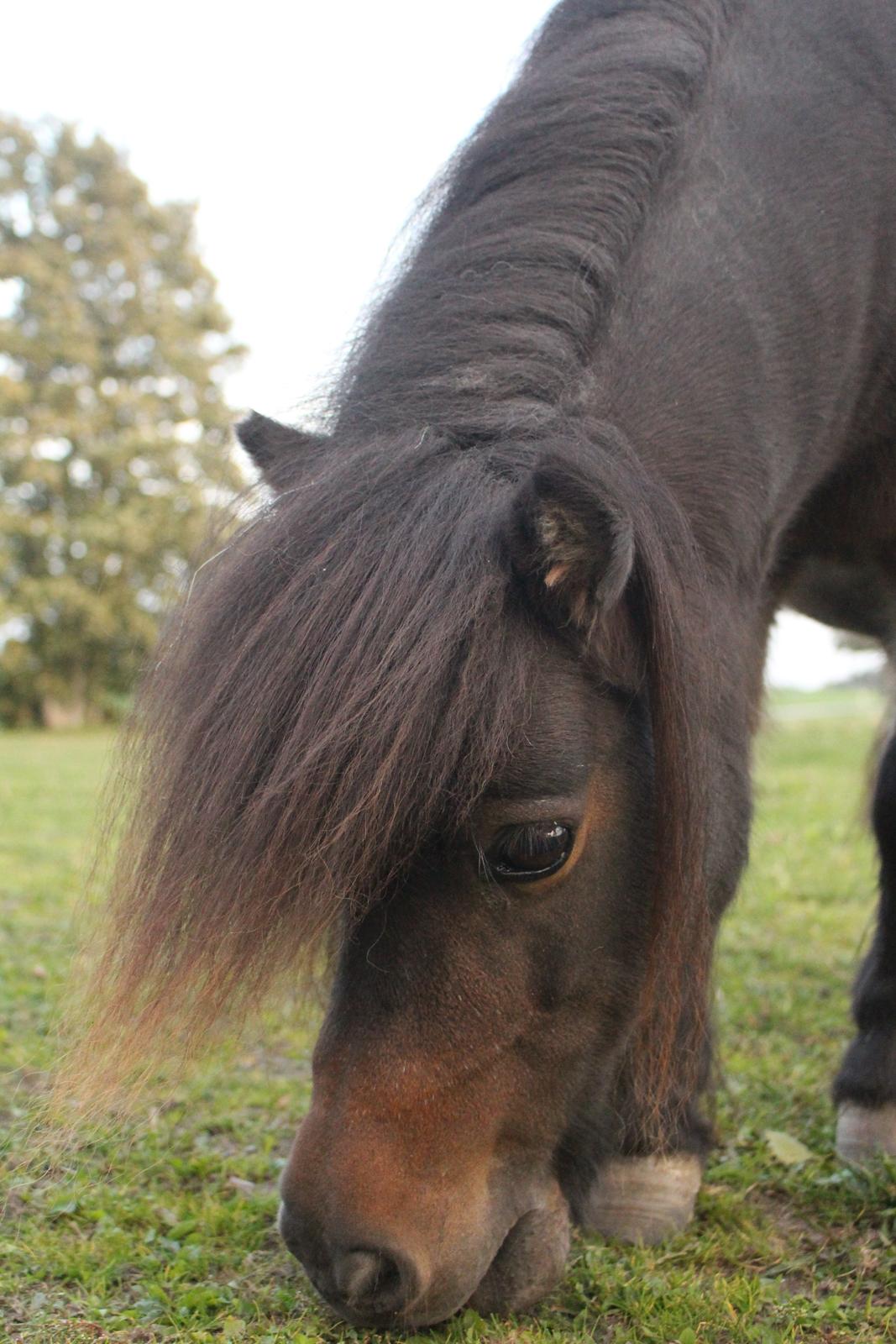 Anden særlig race Tulle (Trold) billede 7