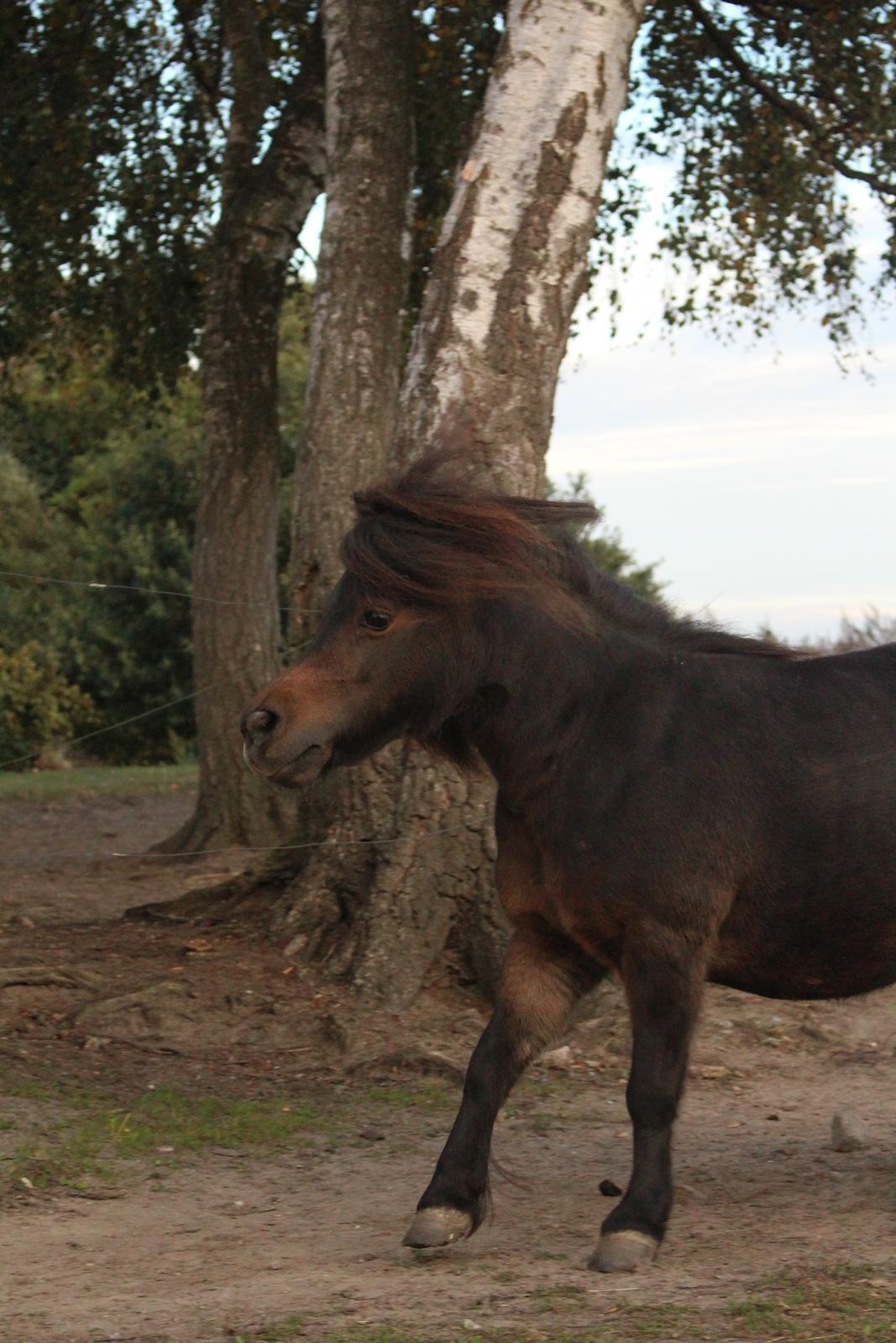 Anden særlig race Tulle (Trold) billede 16