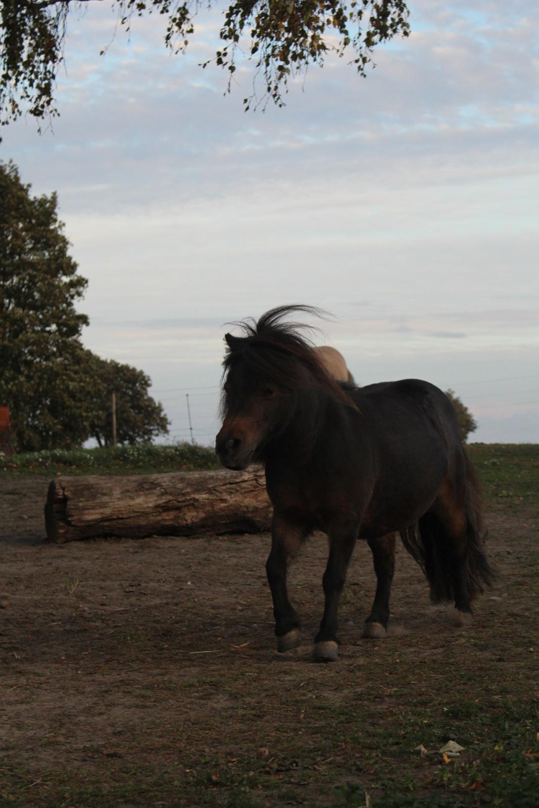Anden særlig race Tulle (Trold) billede 10