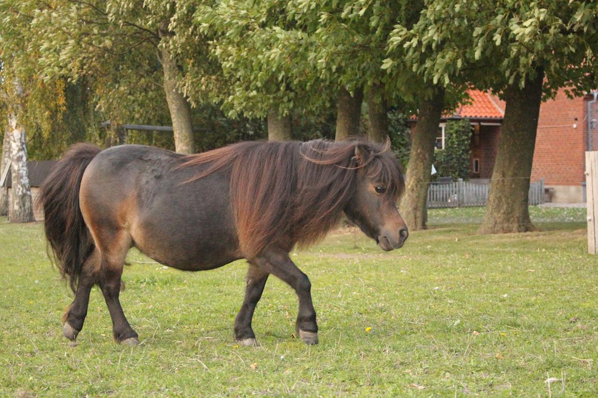 Anden særlig race Tulle (Trold) billede 13