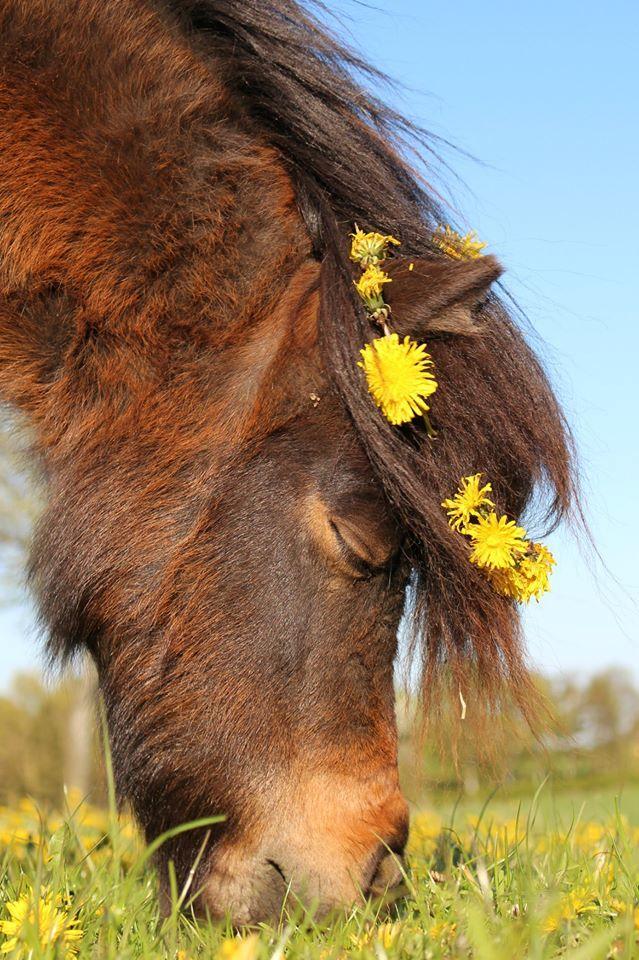 Anden særlig race Tulle (Trold) billede 19