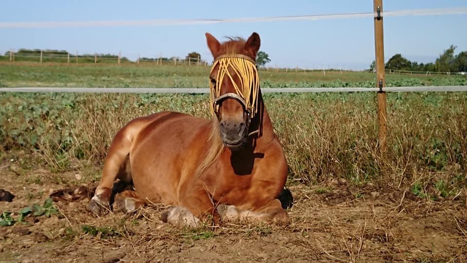 Gotlandsruss Dioni M aka Djuni billede 4