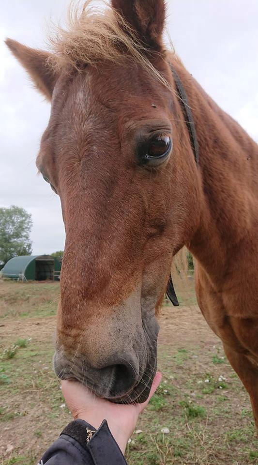 Gotlandsruss Dioni M aka Djuni billede 5