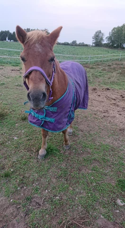 Gotlandsruss Dioni M aka Djuni - September 2018 billede 7