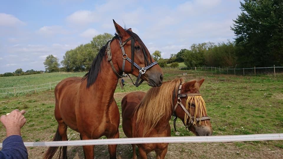 Gotlandsruss Dioni M aka Djuni - August 2018 billede 6
