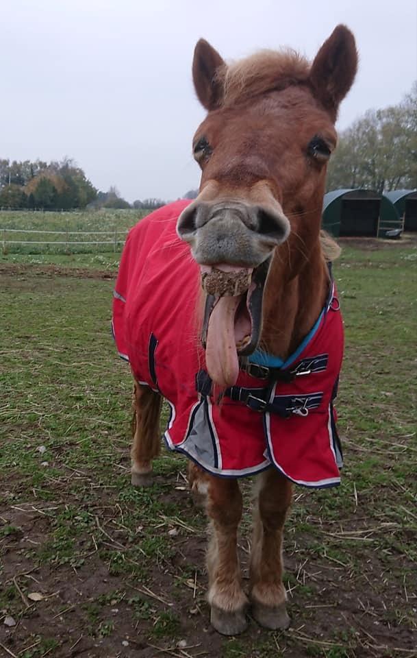 Gotlandsruss Dioni M aka Djuni - November 2018 billede 8