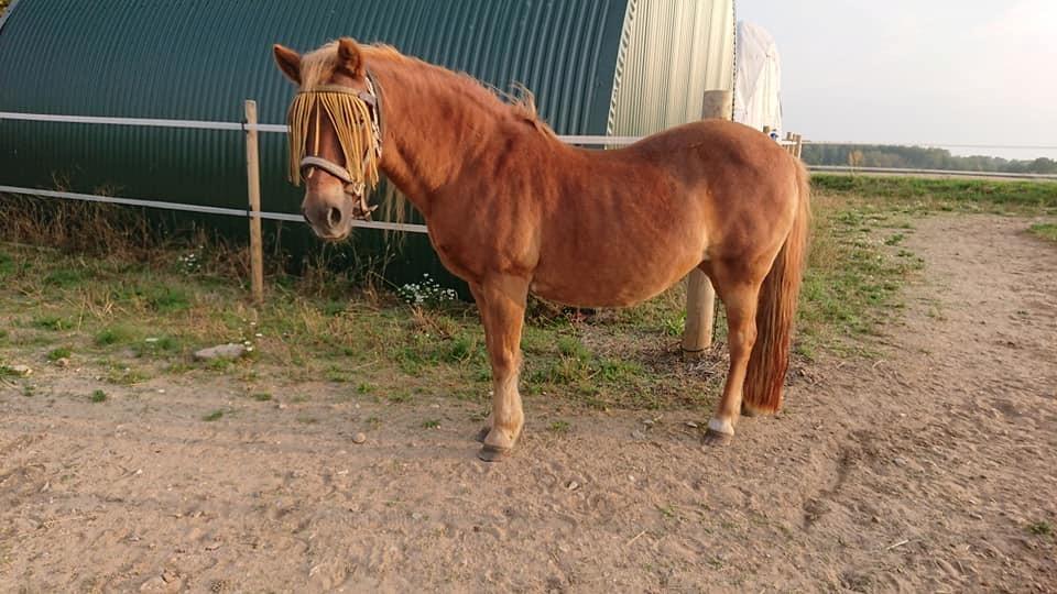 Gotlandsruss Dioni M aka Djuni billede 2