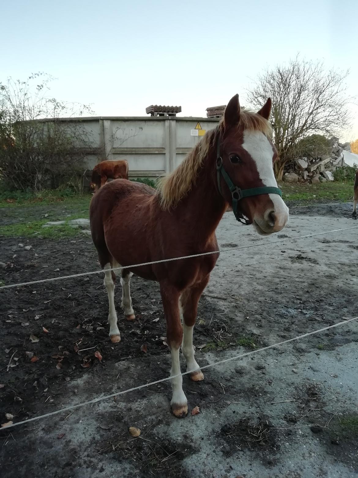 Welsh Cob (sec D) Solvangs Sounds like Avicii billede 50