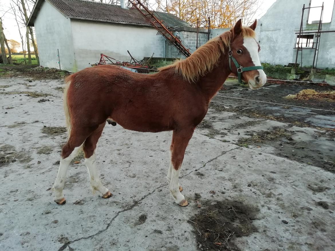 Welsh Cob (sec D) Solvangs Sounds like Avicii billede 49